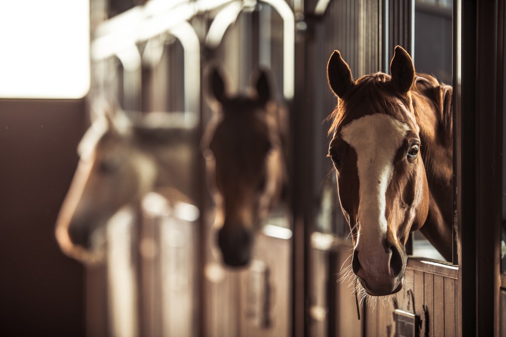 Rural Planning consultants focussed on equestrian development.