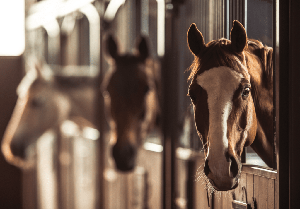 Rural Planning consultants focussed on equestrian development.